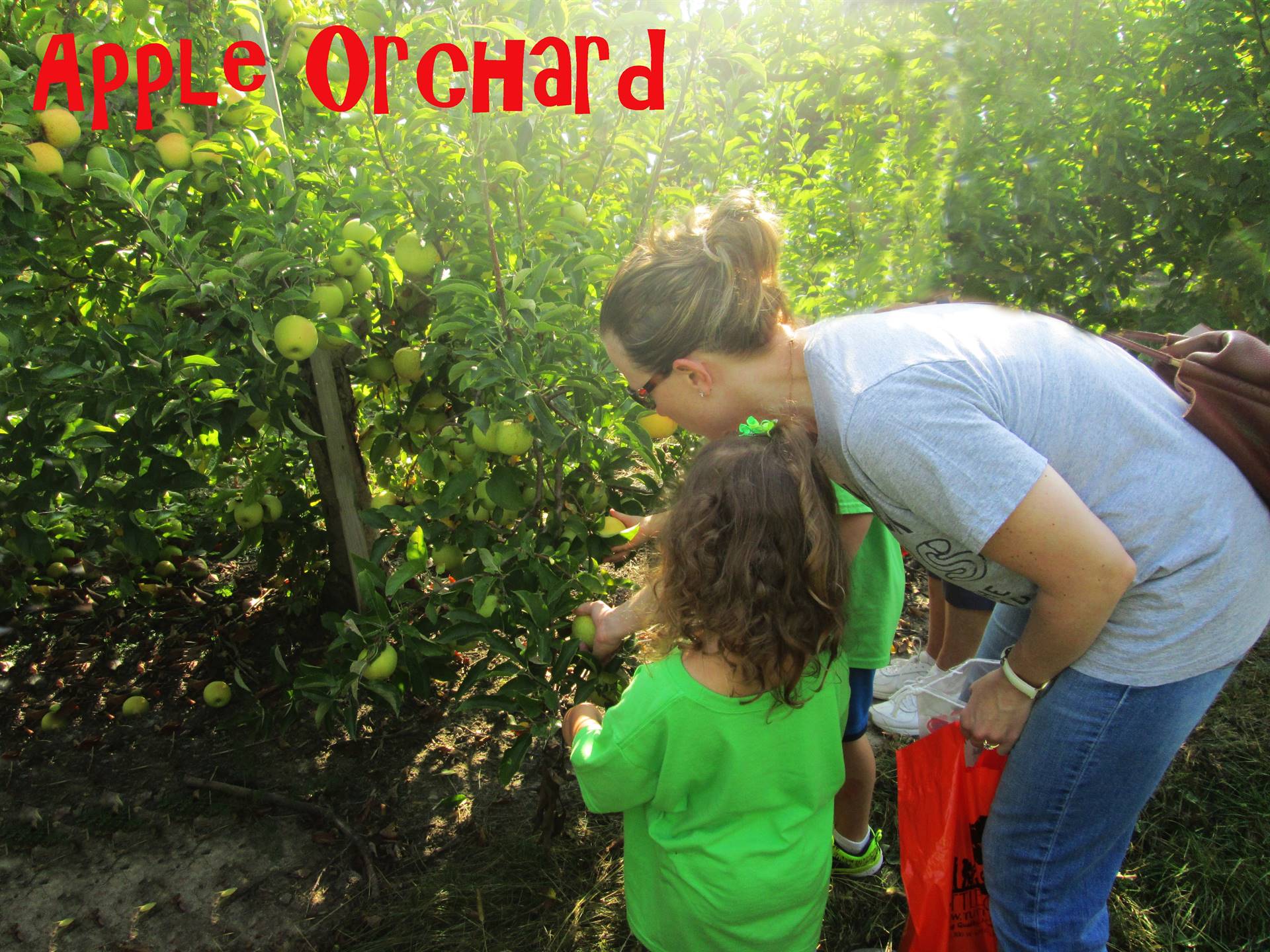 Apple orchard visit